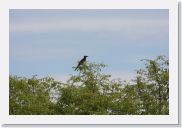 08AkageraAllDayGameDrive - 043 * African Grey Hornbill.